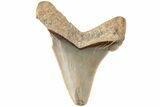 Serrated Angustidens Tooth - Megalodon Ancestor #202428-1
